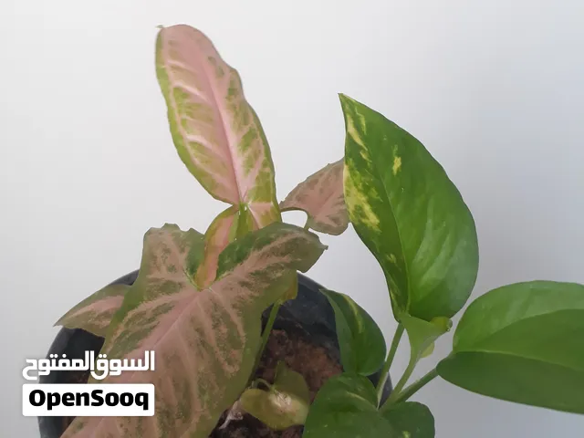 نبات سينجيوم الوردي