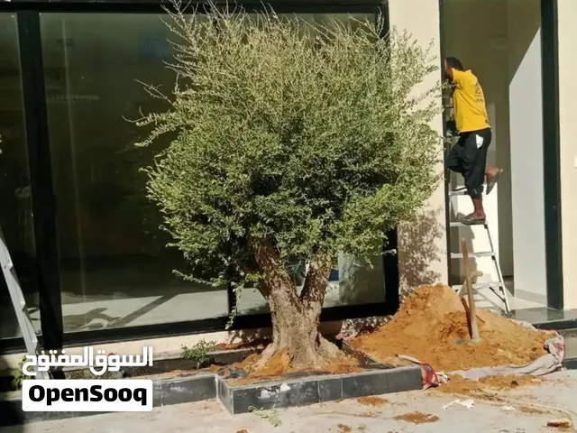 شجر زيتون مفرع ومعمر زينه للقصور والفلل