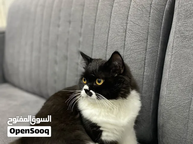 القطة لتبني