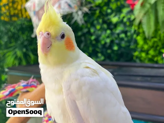 ببغاء كوكتيل