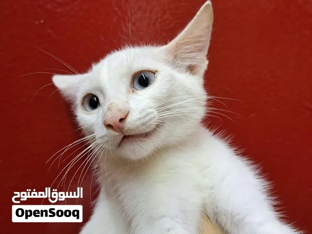 قطة منزلية للتبني