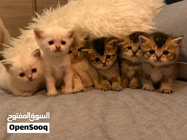 قطط شنشيلا للتبني مقابل رسوم رمزية Shenchilla cats for adoption for a nominal fee