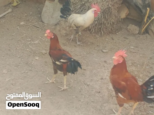 السلام عليكم