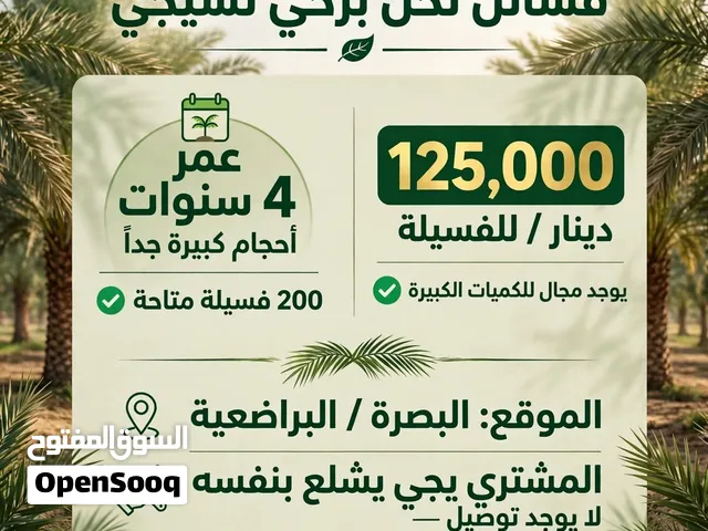 للبيع فسائل نخل برحي نسيجي - البصرة