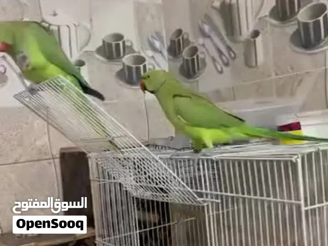 للبيع دره هندي اليف جاهز للنتاج