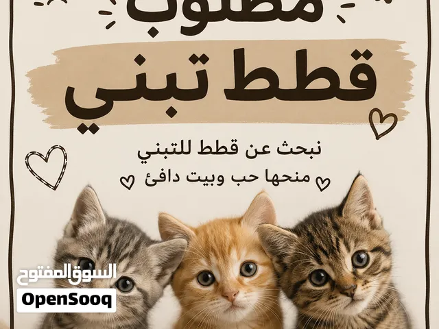 اللي عنده قطة للتبنّي يتواصل معي، وشكرًا
