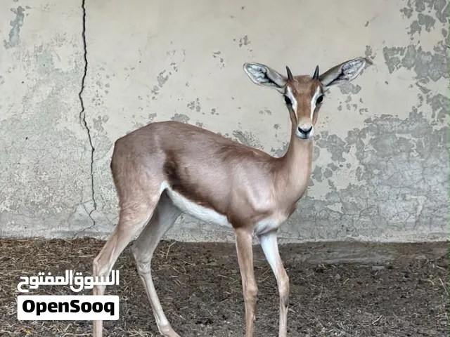 غزال الدماني