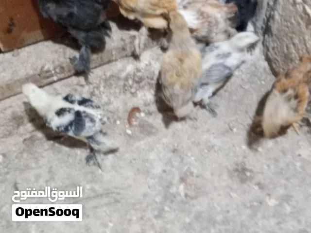 عشر حبات براهما عمر 45 يوم الحبه على ثلاث كوم على 25 دينار بدون مفاصله