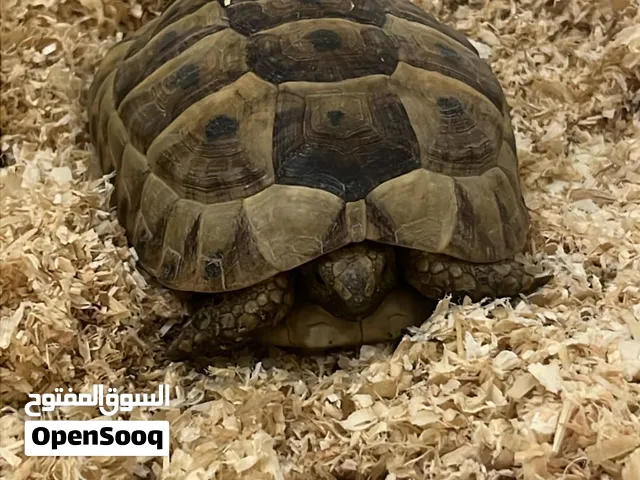 سلحفاه يونانيه