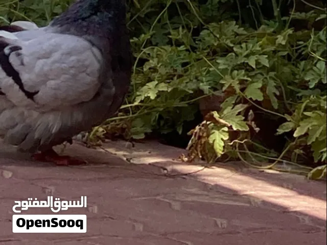 للبيع حمام مودينا بيور حبه والجنس غير معروف الحجم كبير