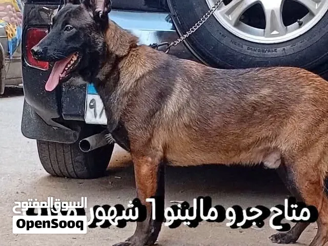 جرو مالينو للبيع بارخص الاسعار