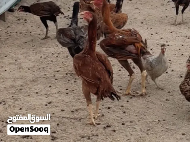 للبيع دجاج هندي