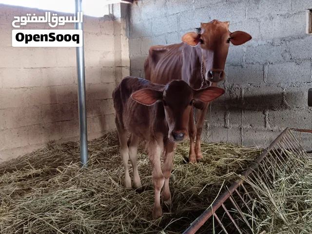 بقره صغيره في العمر تحتها عجل 3 شهور