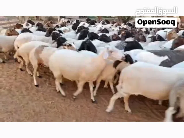 ربي ايبارك ماشاءالله العدد 250.ليبيا