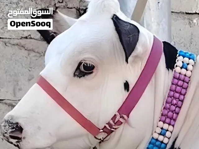 حقول جبار الفهداوي الابقار