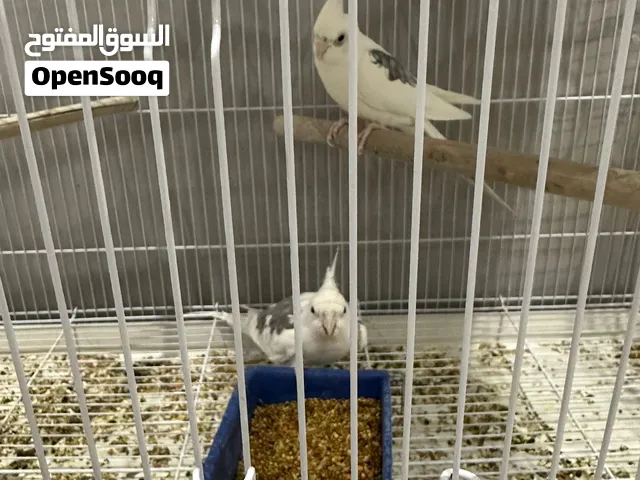 ذكرين كوكتيل هولندي مغردين بارعين
