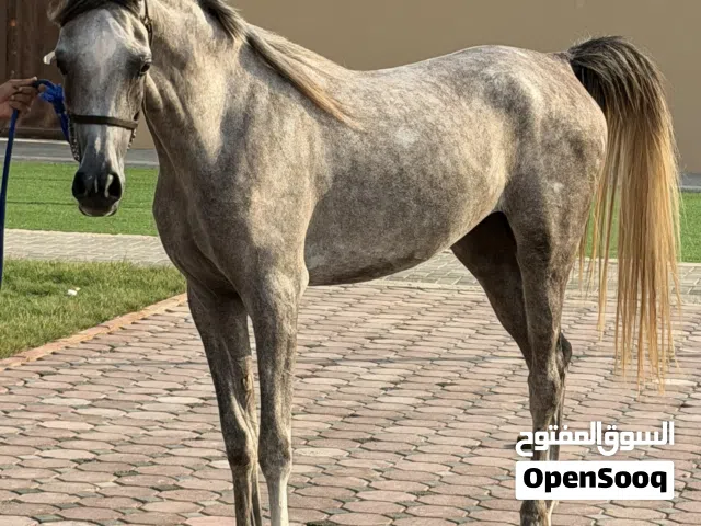 Horses for sale