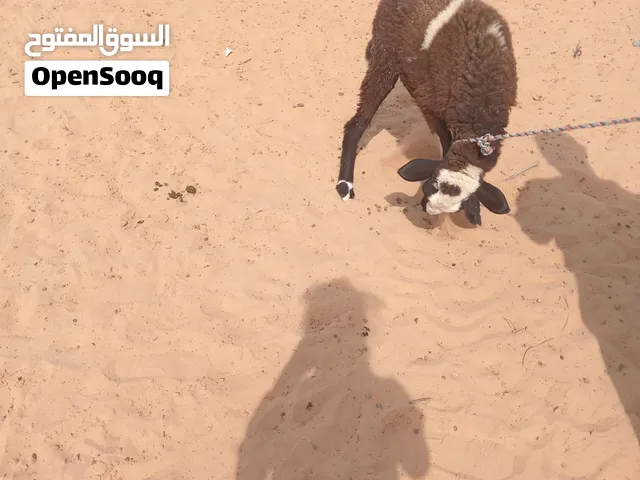 نعجة ثنية عشراء بالجهاز في حدود شهر ونص