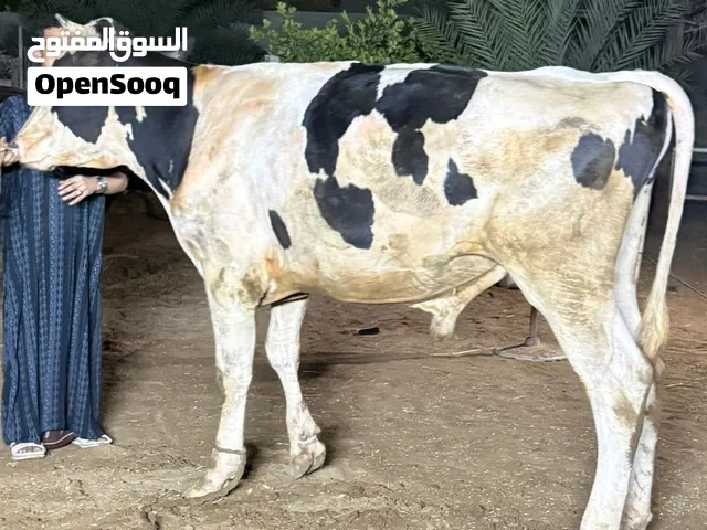 عيل هولندي ع نمساوي قالع ضرسين الي يدور زين ويبا يذخر