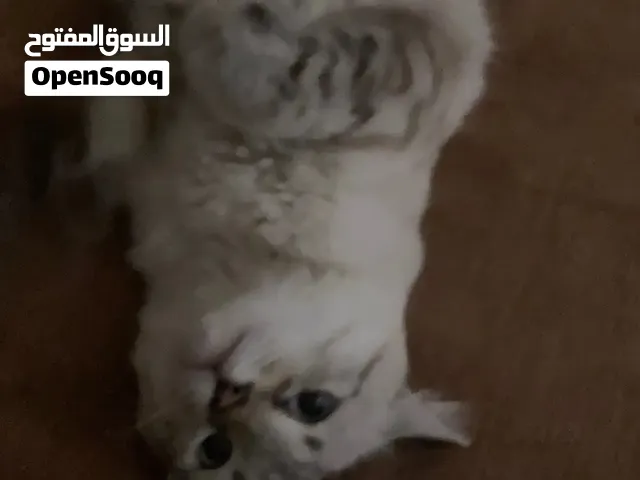 دكر شيرازي للبيع او تبديل ب طيور