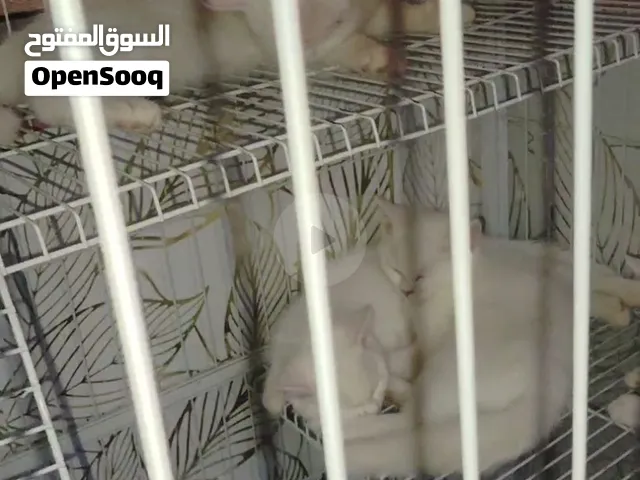 4 Persian Cat