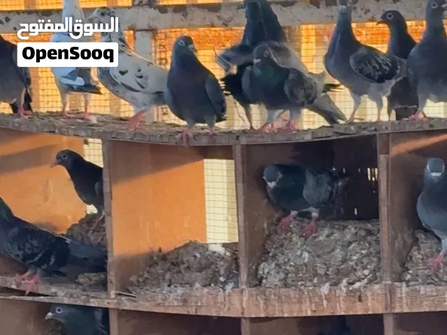 حمام زاجل رئيس
