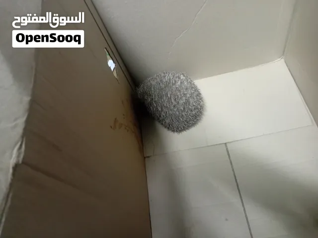 قنفذ للبيع ب 15