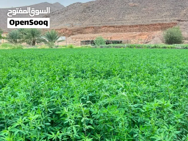 للبيع قت جااهز متواجد عبري مسكن طويان وادي الكبير