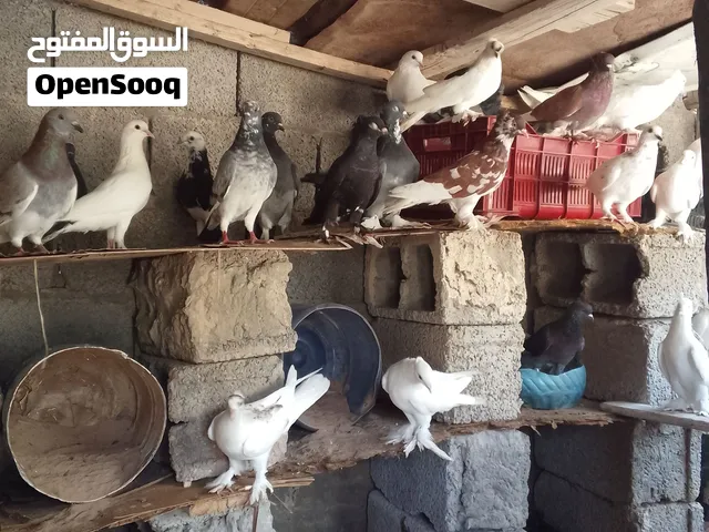 حمام ربي ايبارك السعر الطرف12.5