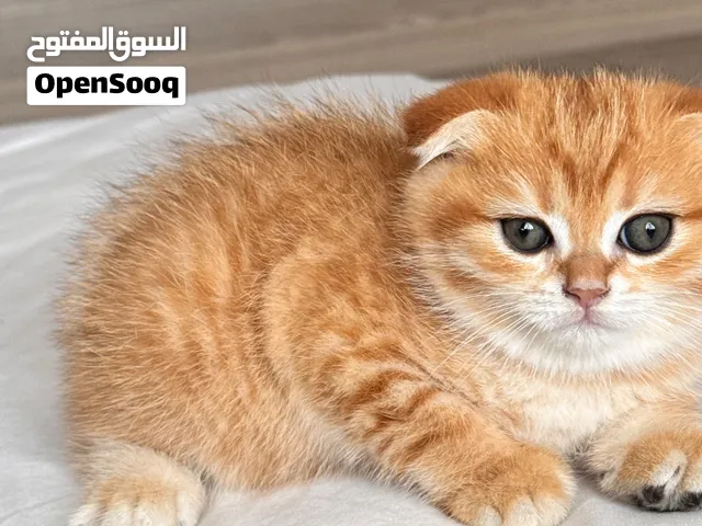 سكوتش فولد أبناء Sugar &Eva