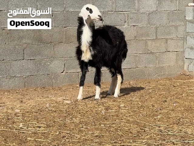 حمله نجديه بيور