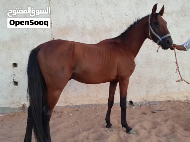 حصان عربي اصيل خط سرعه للبيع حرق