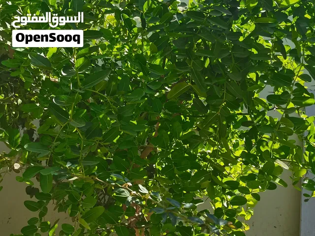 شجرة كريسا