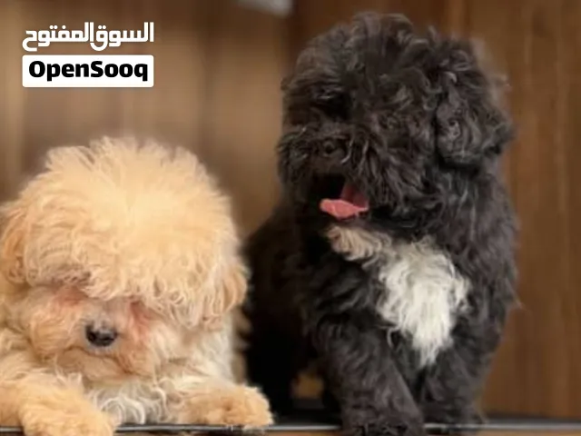 جراء مالتيبو مستوا جدا مميز والون النادر والجميل جدا أحجام صغيره جدا