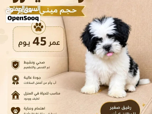 شيتزو بيور