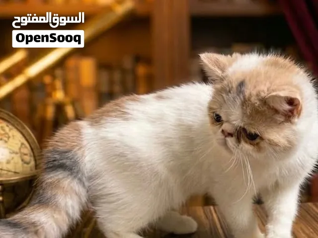 قطط اوكزتيك
