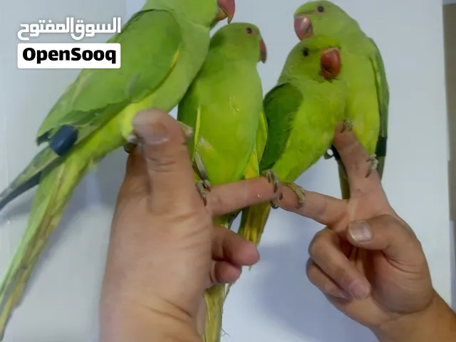 متوفر مجموعة من ببغاء الدرة الهندي  اليفات جدا ريشهم كامل لعوب ومناسب للاطفال ما بعضو دبل جامبو