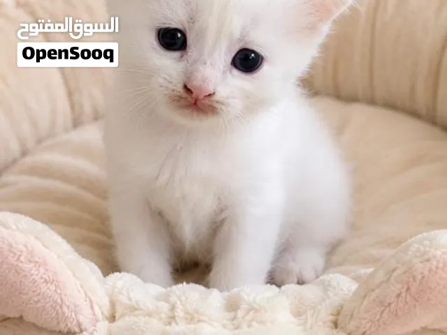 قطة شيرازي للبيع