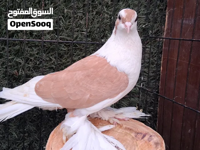 متاح حبتين المكاوي بواقي ريشه مش كاشف صفره طير عراقيه شغاله موجودات باربد