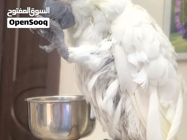 كوكاتو ذو العرف الأصفر (قابل للتفاوض على السعر)