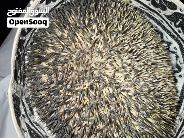 قنفذ للبيع