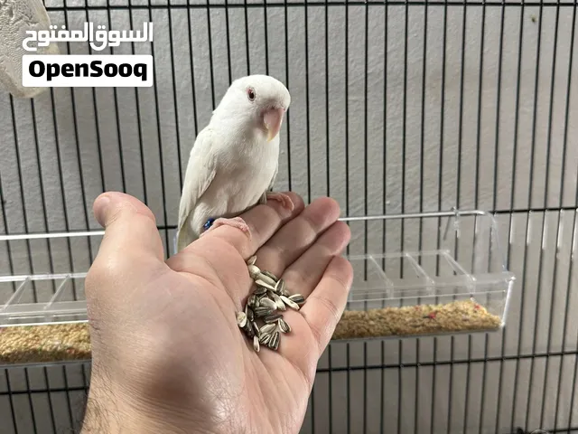 زوج لوف بيرد / الانثى البينو ربوة والذكر لاتيني