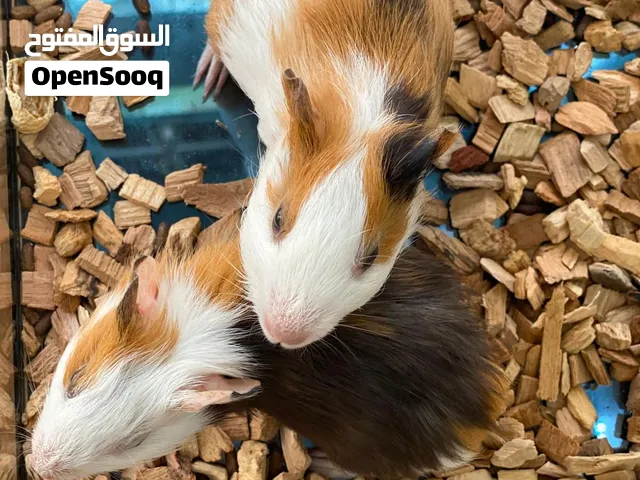 ..mini pig