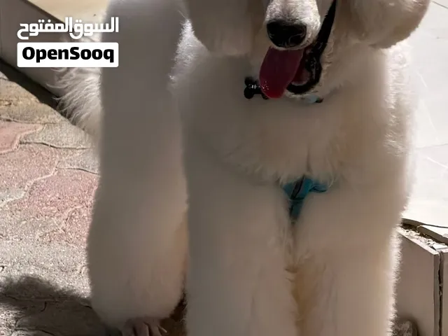 كلب بودل ستاندرد