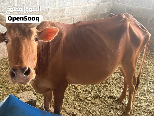 بقره عمانيه اصل عشار تقريبا ف الشهر 5