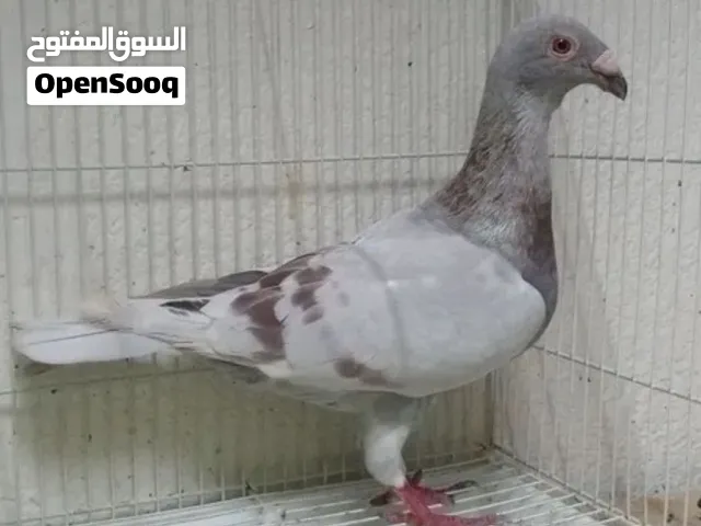 حمام سوري للبيع مستوي طيب الحبه ب 50