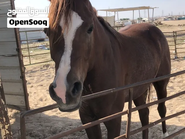 مطلوب خيل للتبني يصلح للركوب وراح اخاف الله فيه