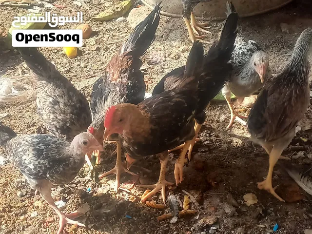 سلام عليكم دجاجات البيع دندراوي 3 ديوجه ودجاجات خط ولاول سعر زوج على 35 شراي راسلني واتساب مكاني تنو