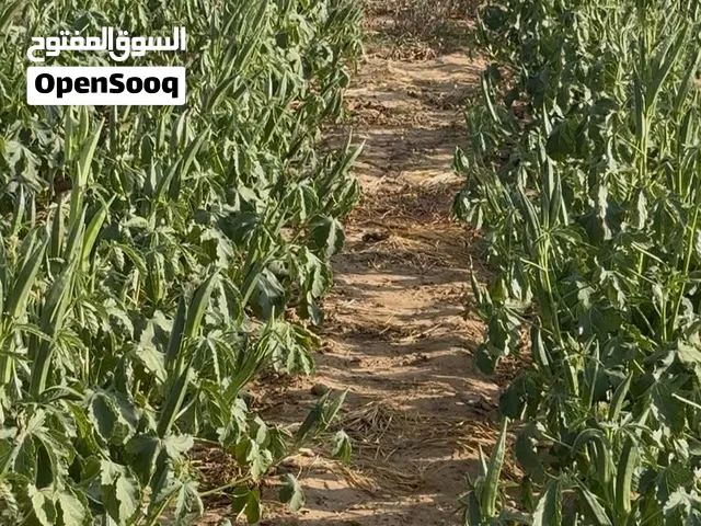 بامية مجففة - ويكة للبيع بسعر الجملة