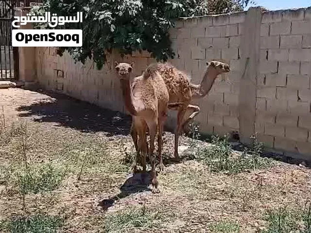 يتوفر بفظل الله 6قعدان للبيع اقرأ الوصف